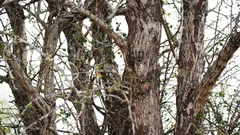  Il gufo è appollaiato su un albero, ma non tutti lo vedono. Siete già riusciti a trovarlo?