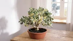 Coltivare la Crassula per attirare ricchezza e successo nella tua casa