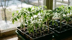 Cosa seminare in marzo per le piantine, per non rimanere senza raccolto